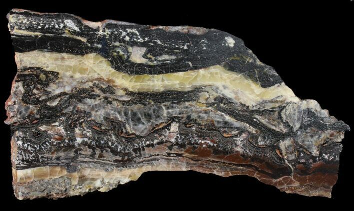 Rare North Pole Dome Stromatolite Slice - Billion Years #39058